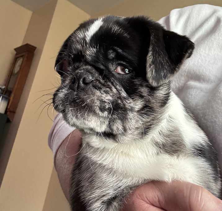 Photo of Crosby (PA) SWEET puppy!