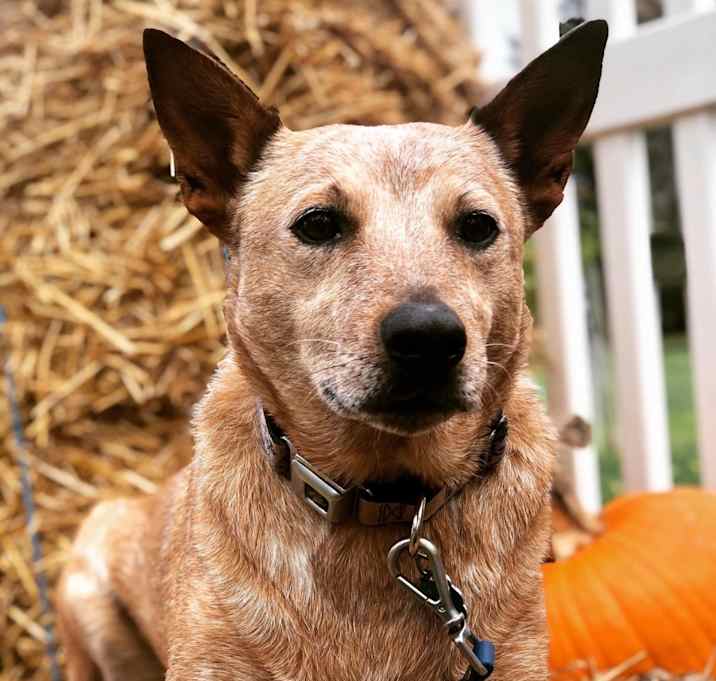 Photo of Eevee