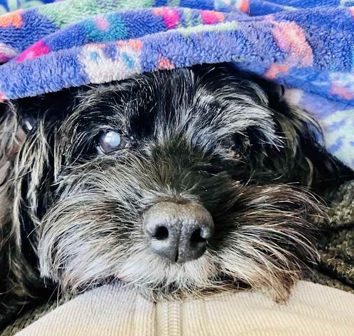 Photo of Emmy (WI) SWEET girl!