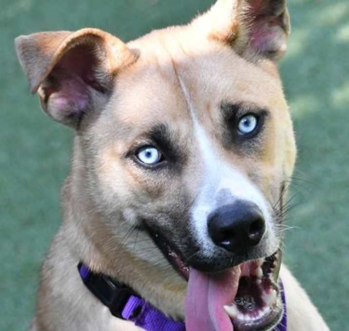 Photo of Milo