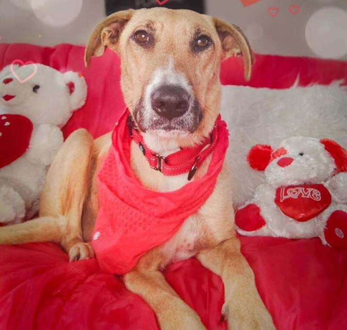 Photo of Willow the wonderful little lady