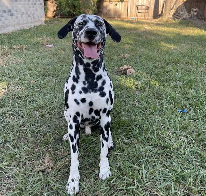 Photo of Astro
