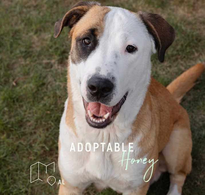Photo of Honey