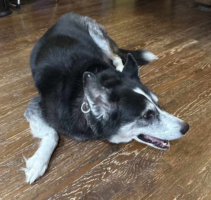 Photo of Chester