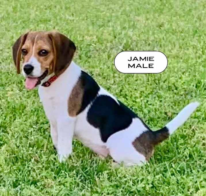 Photo of Jamie, an Outlander Pup