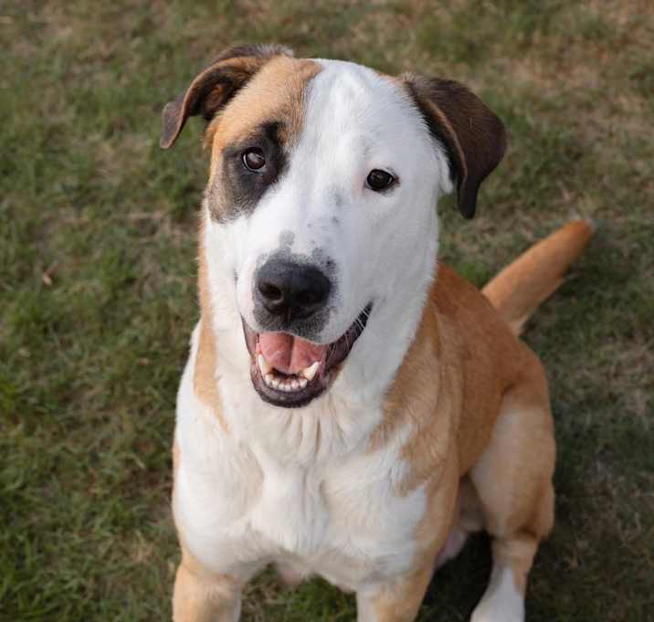Photo of Honey