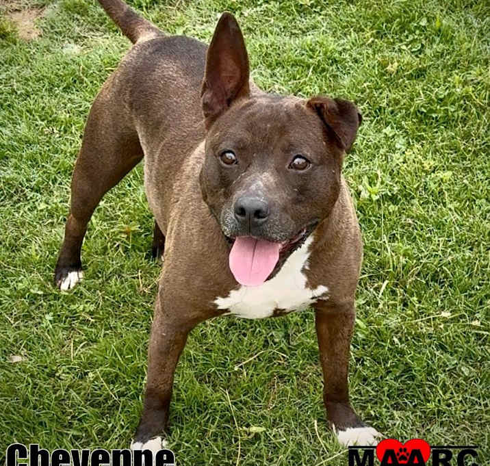 Photo of Cheyenne