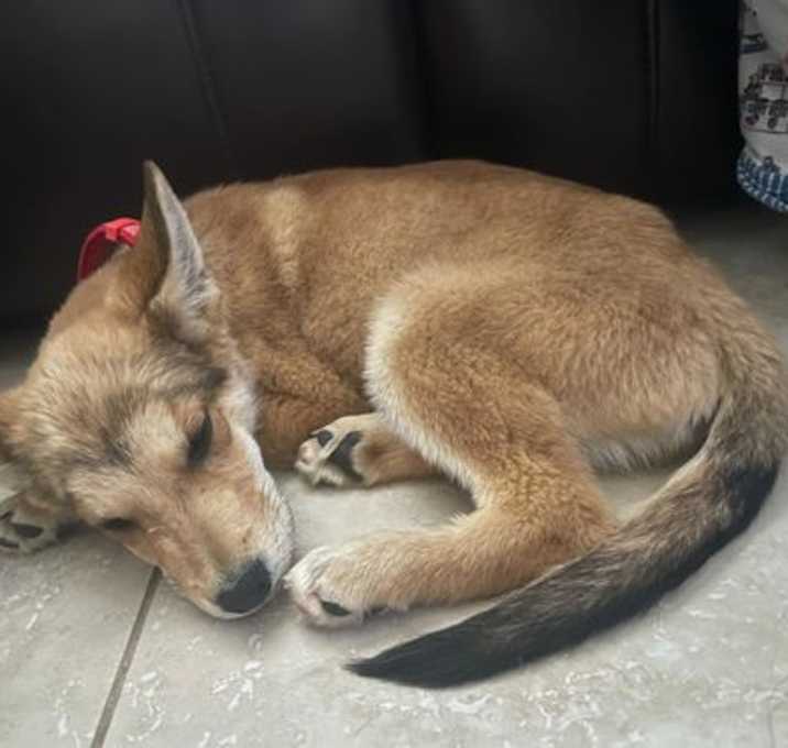 Photo of Scout