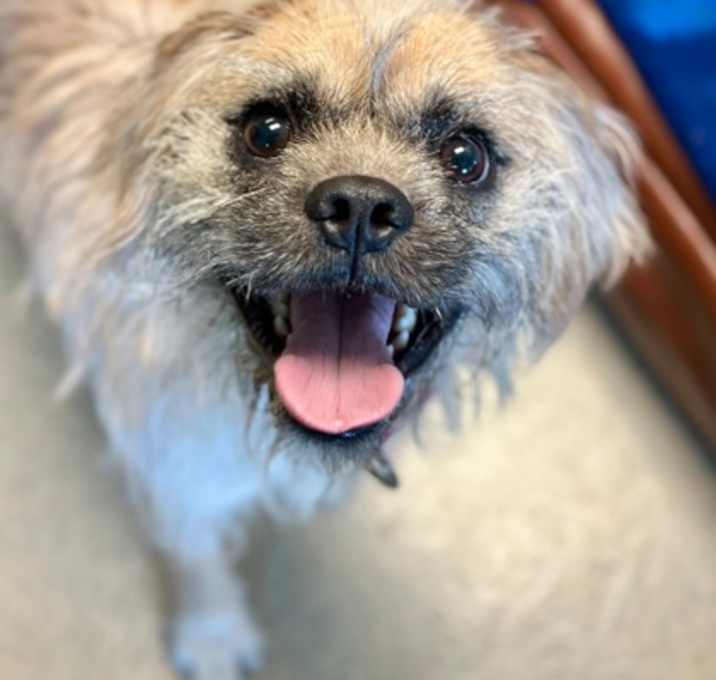 Photo of Kodi