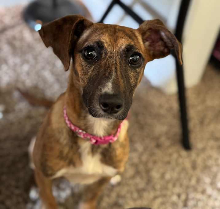 Photo of Ginger