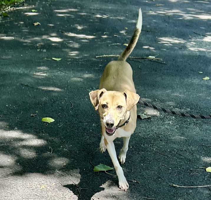 Photo of Mochi