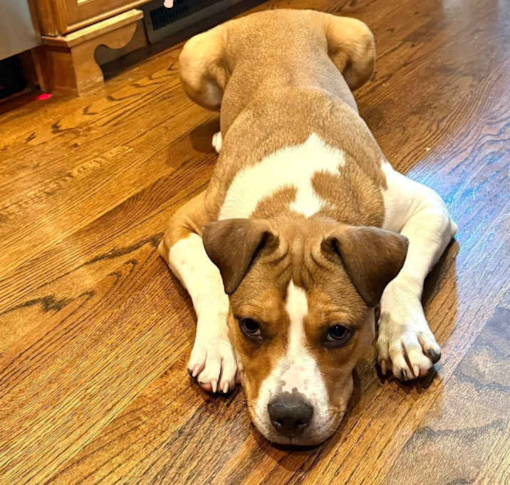 Photo of Lacey