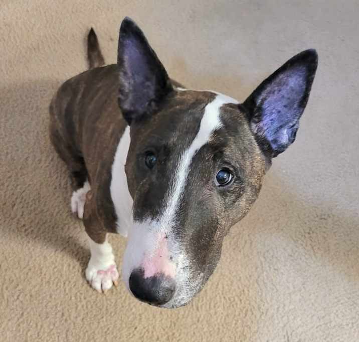 Photo of Boscoe