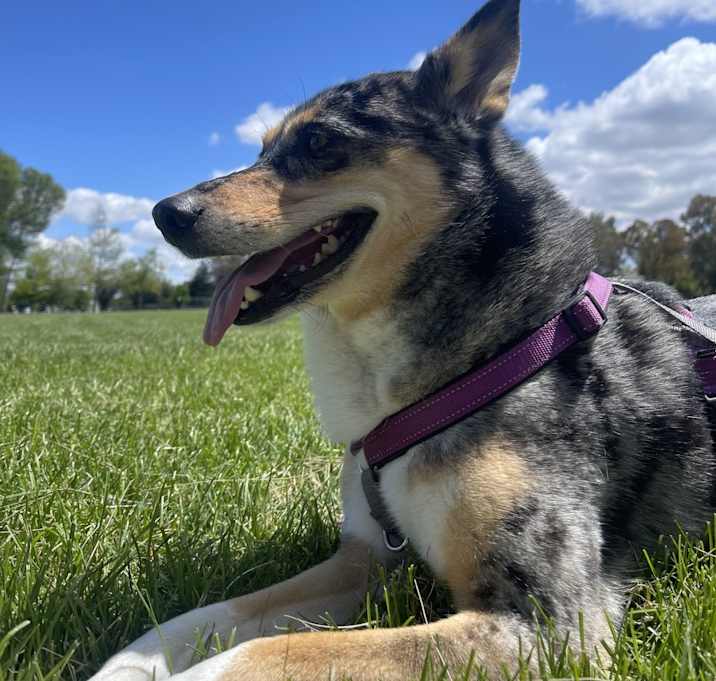 Photo of Blu
