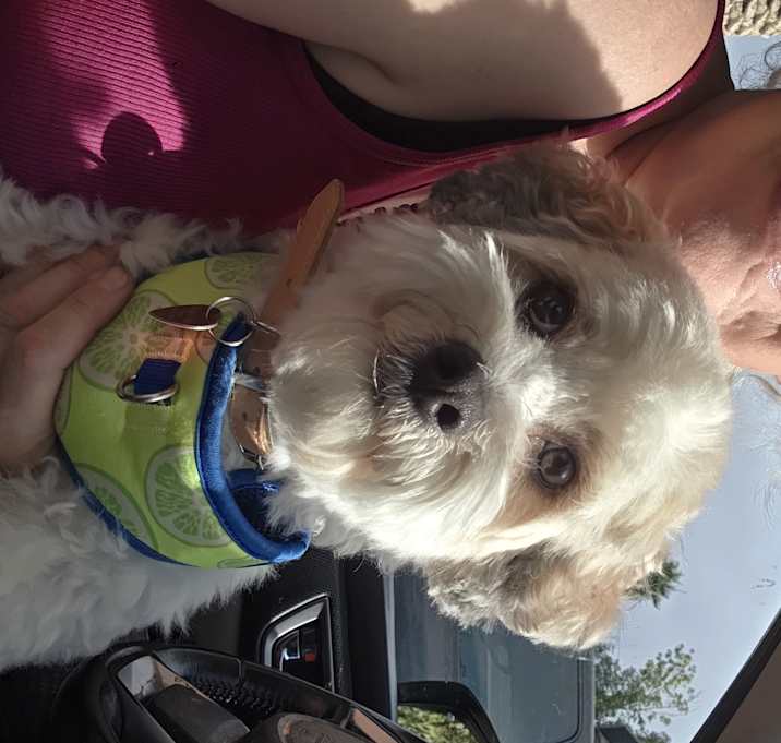 Photo of Biscuit