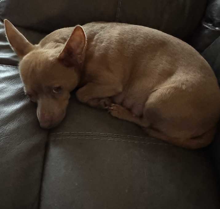 Photo of Foxy