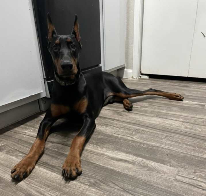 Photo of Diesel