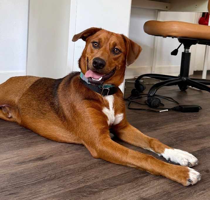 Photo of Charlie Brown Belly Rub King
