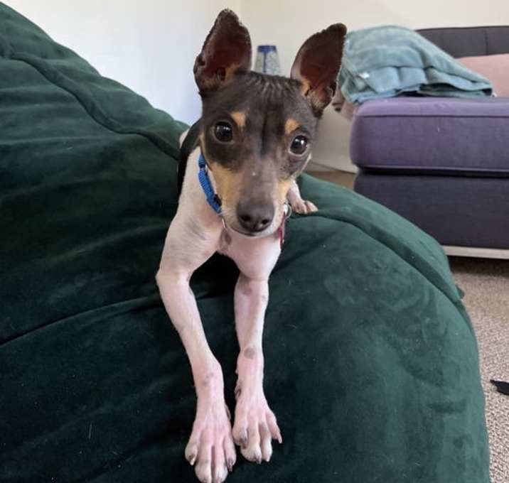 Photo of Cricket