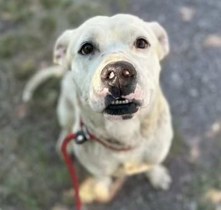 Photo of Brennan - Handsome Boy & Loves People