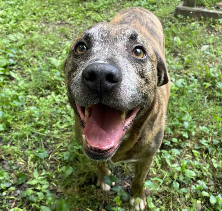Photo of Bruno