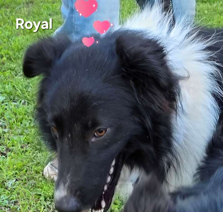 Photo of Royal