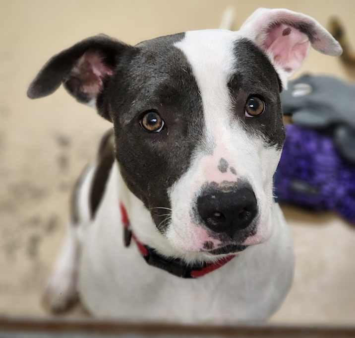 Photo of Lady C000-163- Chino Hills Location