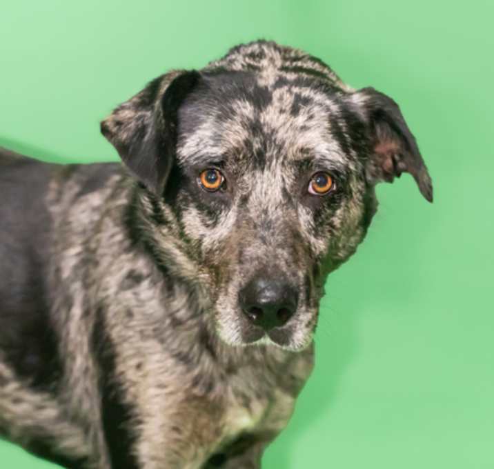 Photo of Smokey