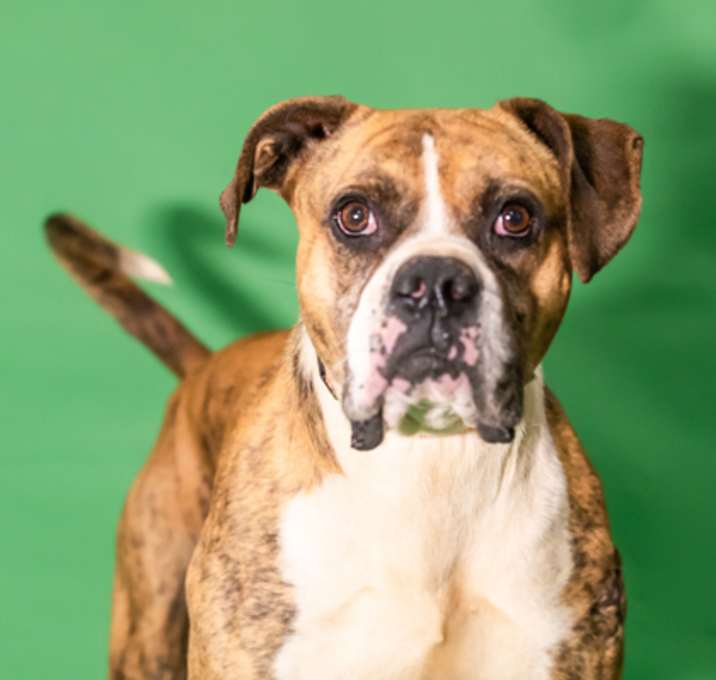 Photo of Bandit