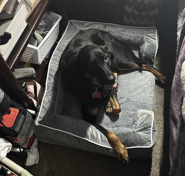 Photo of Bear