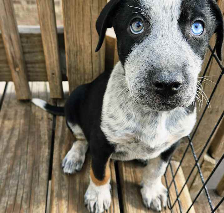 Photo of Silver