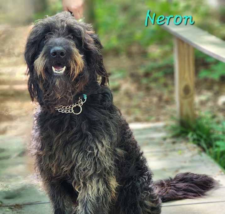 Photo of Neron