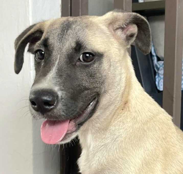 Photo of LUDO