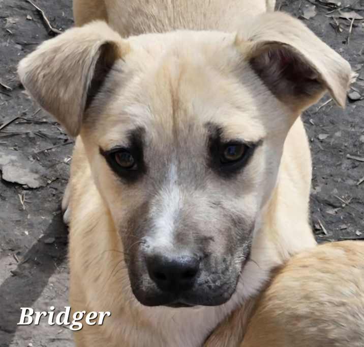 Photo of Bridger