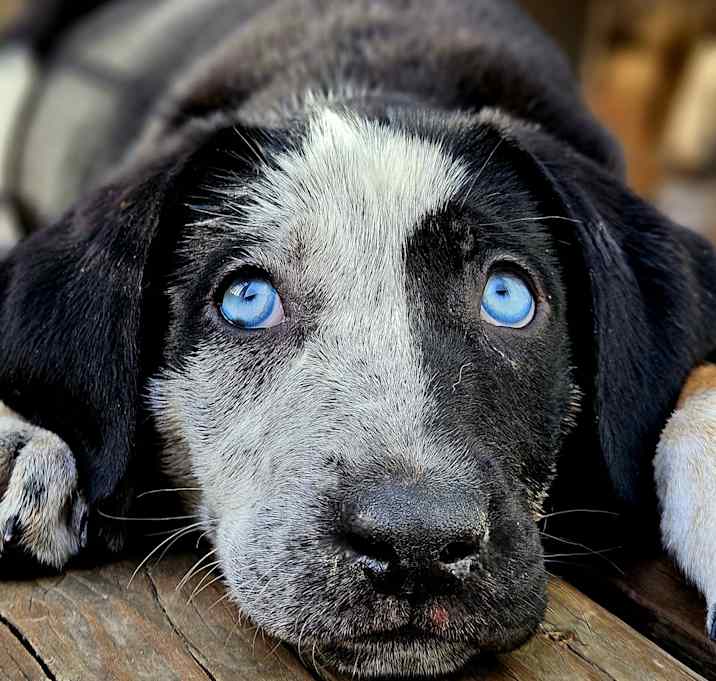 Photo of Sapphire