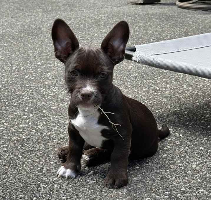 Photo of Cocoa - Bean Litter - AVAILABLE
