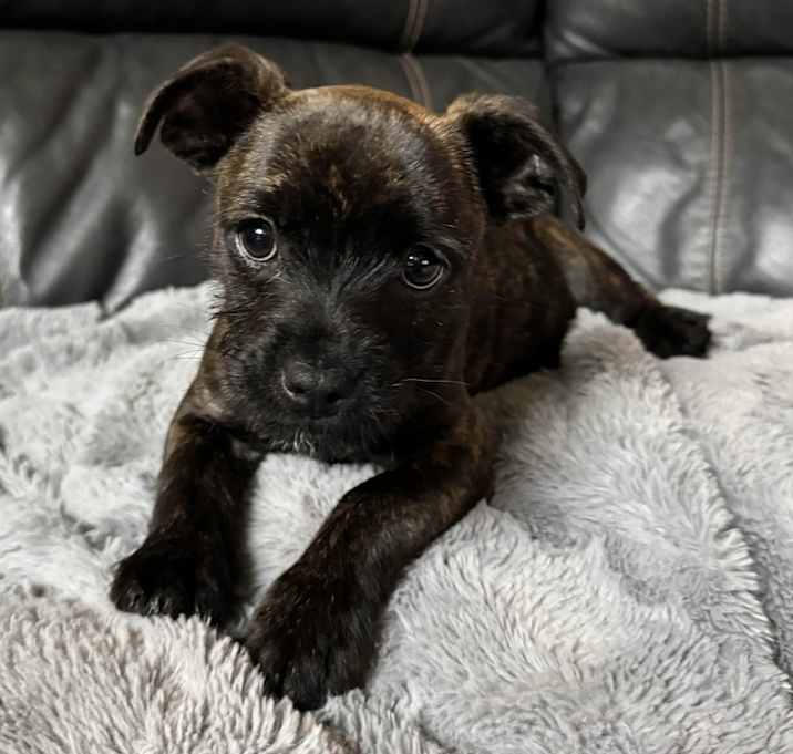 Photo of Coffee - Bean Litter - AVAILABLE