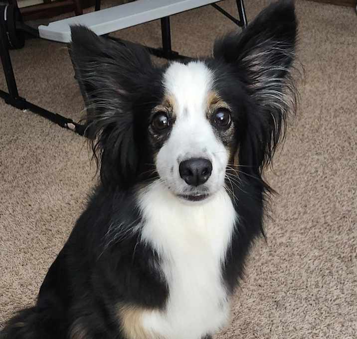 Photo of Bindi