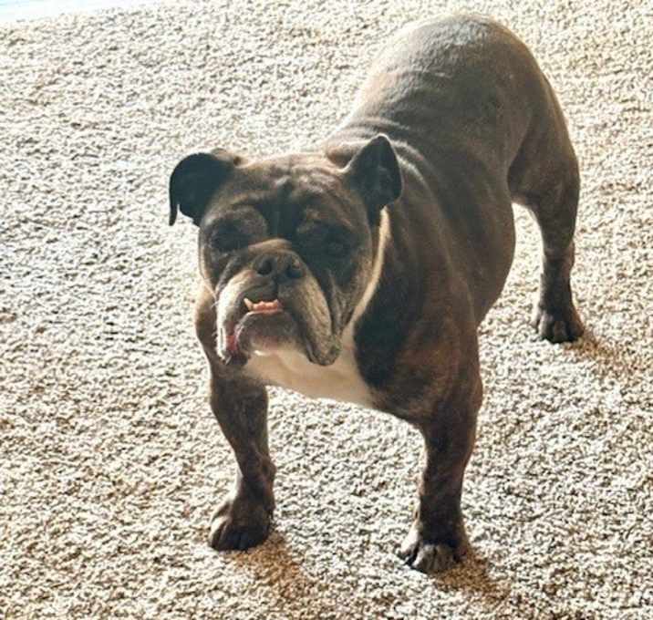 Photo of Layla
