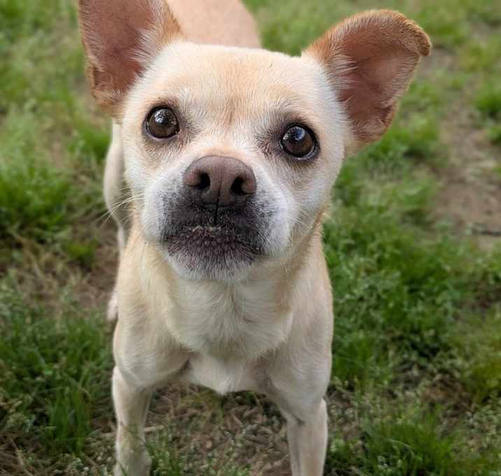 Photo of Tilly