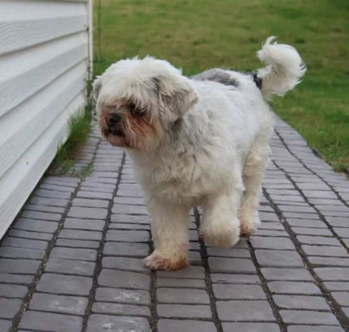 Photo of Woolly