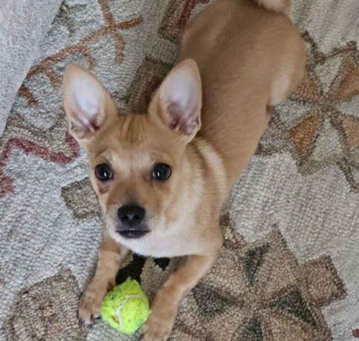 Photo of Roscoe~
