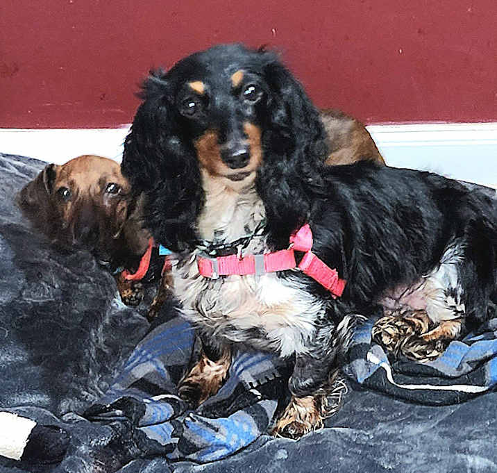 Photo of Noelle and Gretel