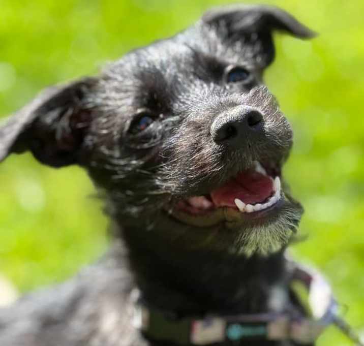 Photo of Nera