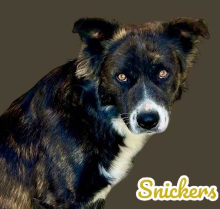 Photo of Snickers
