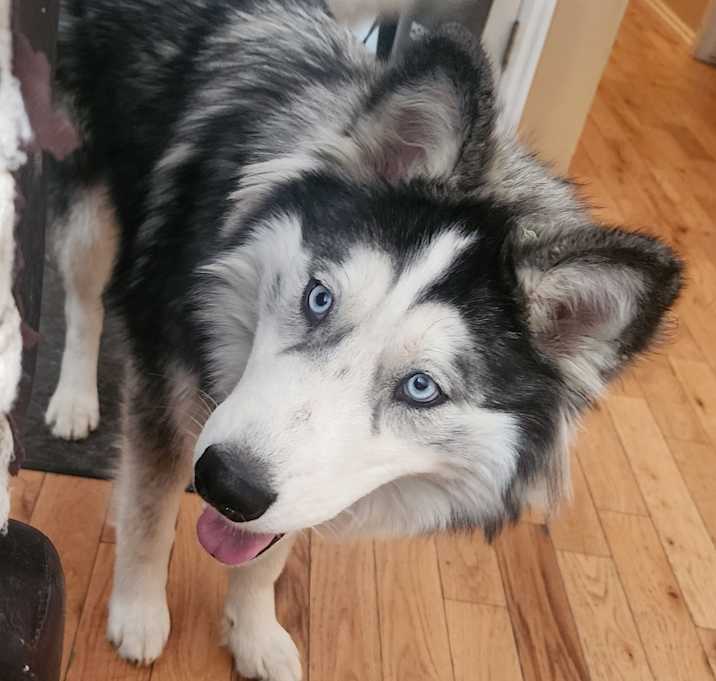 Photo of Luna