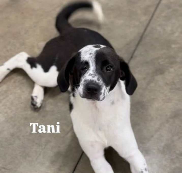 Photo of Tani