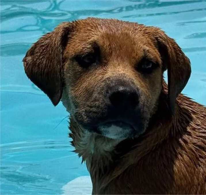 Photo of ScrappyDoo