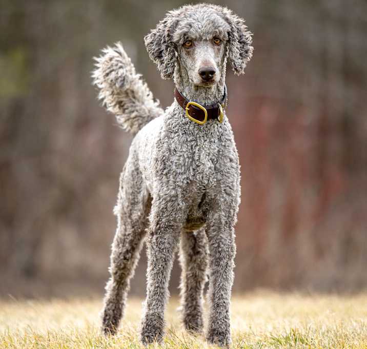 Photo of Bosun