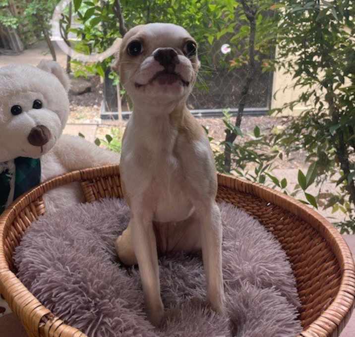 Photo of Daisy